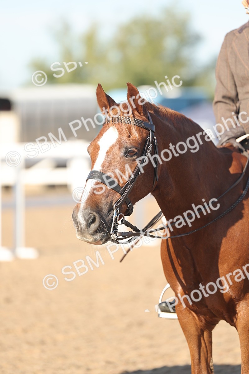 SBM_11052 - Class 302 - Ridden M&M Large Breeds