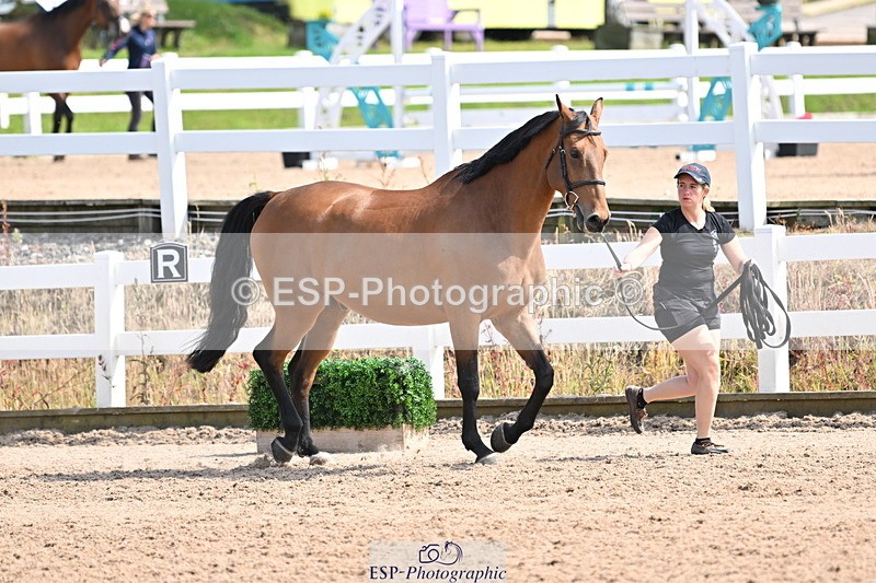 240717A-155206-03117 - Trot Up 3pm to 4pm