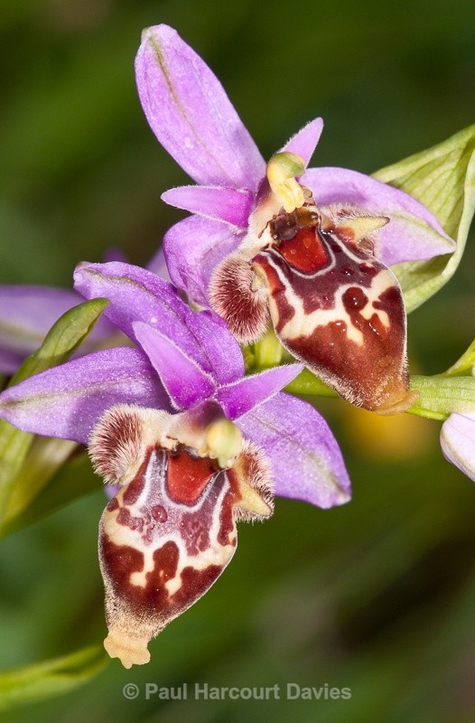  - Orchids - Crete