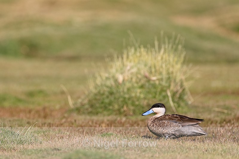 Puna Teal, grass background, Chile - Puna Teal