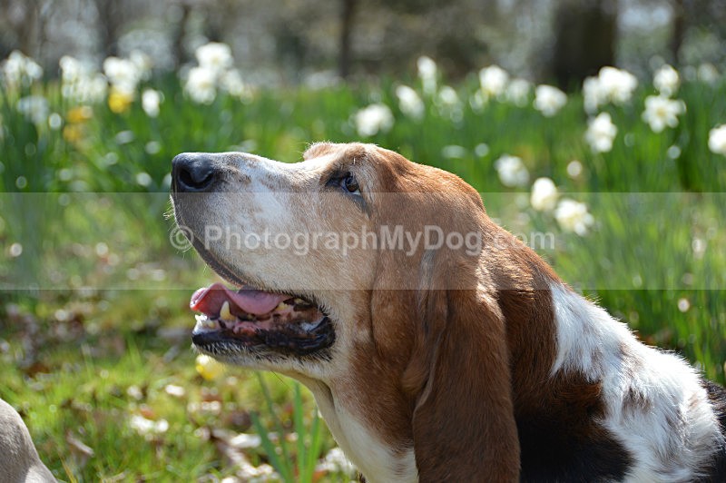  - Basset Hounds