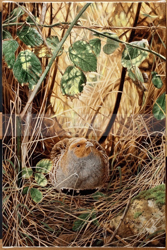 Grey partridge,hedgerow haven - Birds