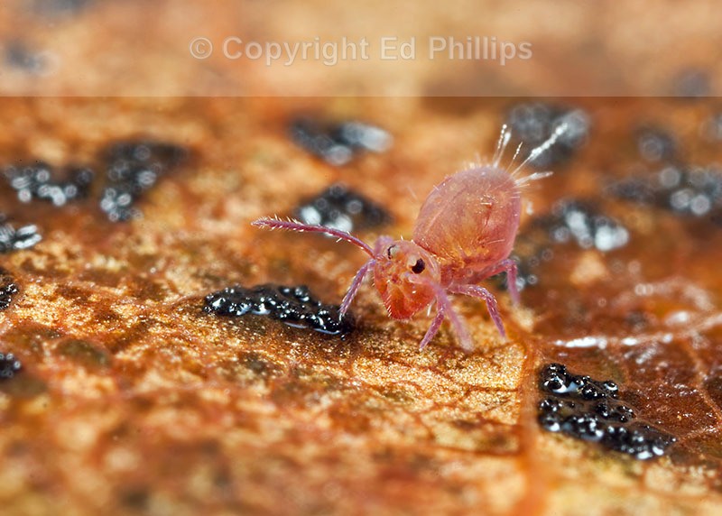 Dicyrtoma fusca