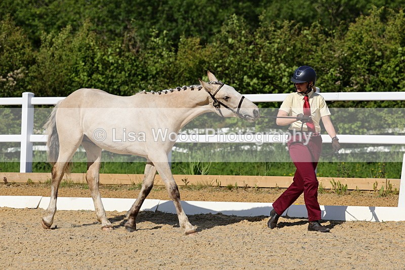 1X9A0731 - Class 4: Youngstock 1, 2, 3 year old to exceed 153cm