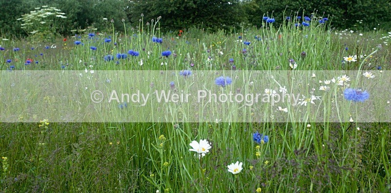 20110611-IMG_4539 - Woolston Eyes Nature Reserve