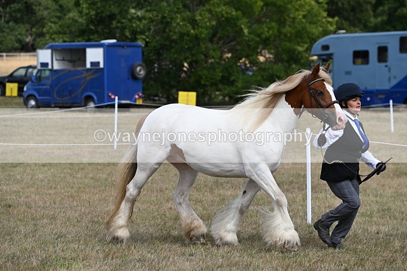 WJ6_6536 - Class 20 In-hand Cob