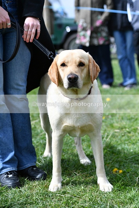 WJ5_9789 - Class 3 Most Handsome Dog