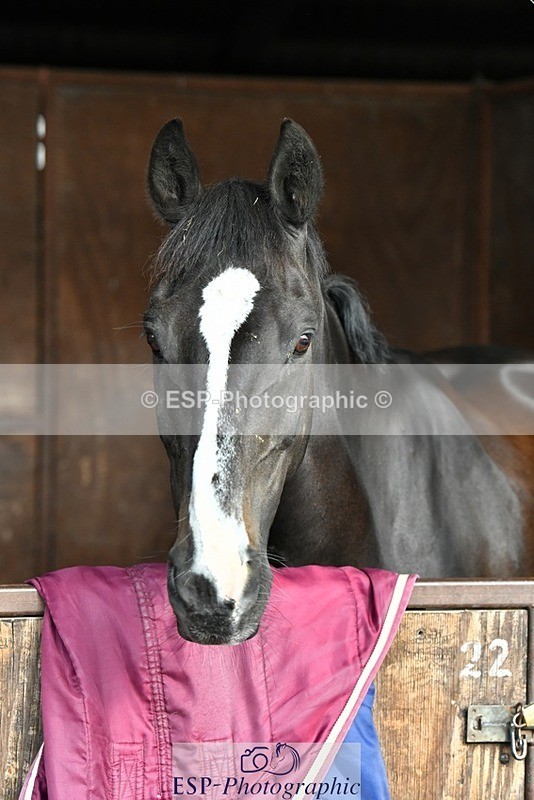 230817-082859-02397 - Stable Shots