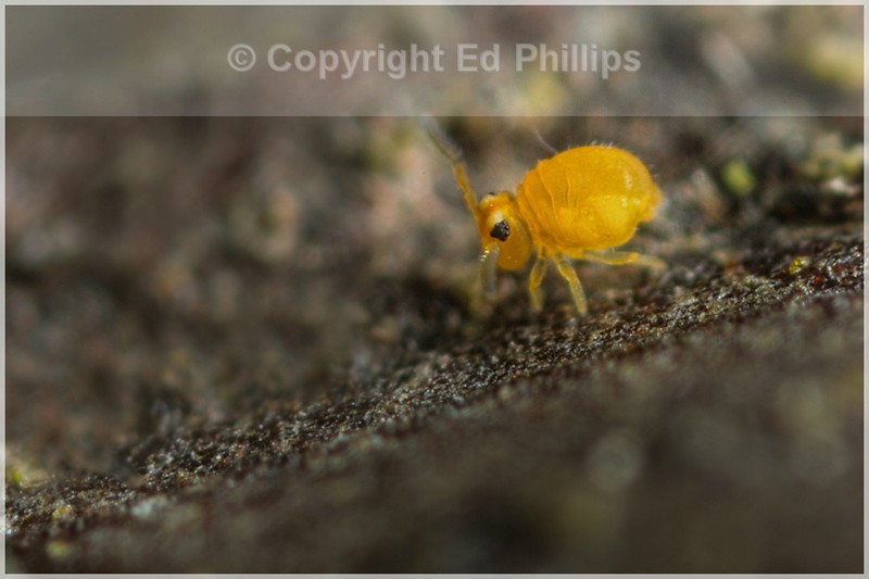 Sminthurinus aureus