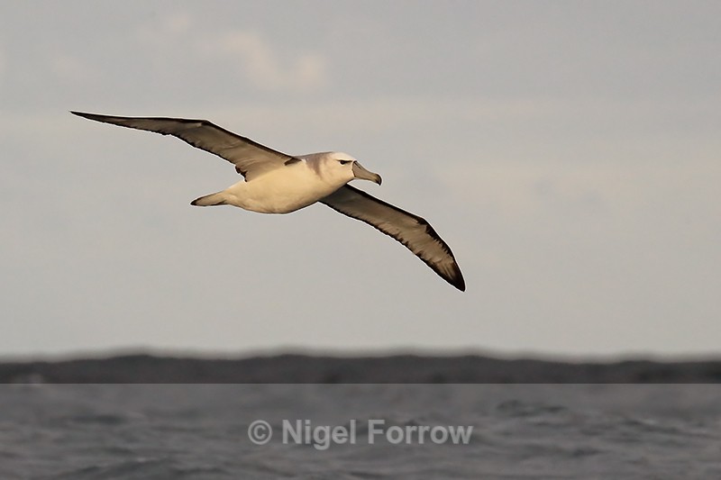Shy Albatross gliding, at sea, South Africa - Shy Albatross