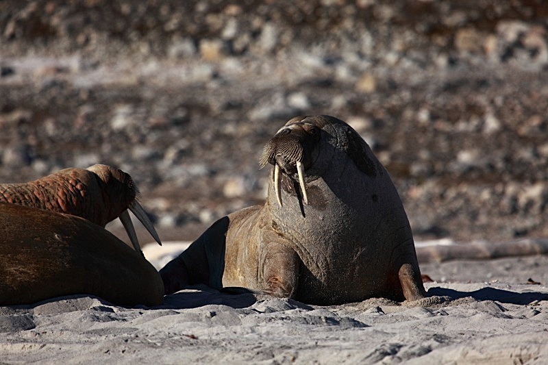 Walrus 9064 - Wildlife