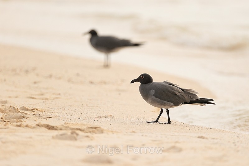 Lava Gulls on San Cristobal beach, Galapagos - Lava Gull