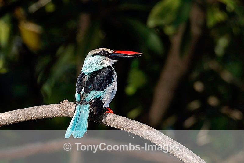 Blue-breasted Kingfisher - The Gambia