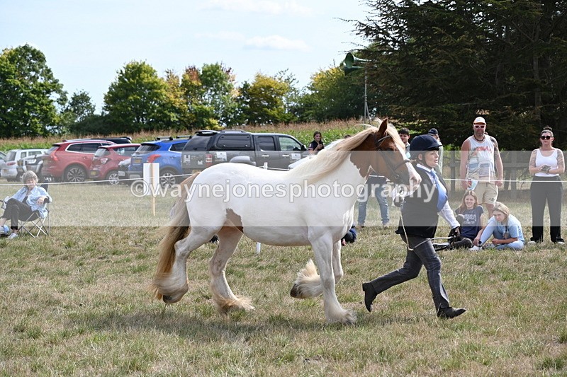 WJ6_6571 - Class 20 In-hand Cob
