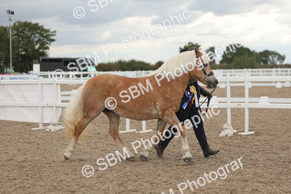 SBM_06942 - Class 25 - IH Foreign Breeds - Purebred