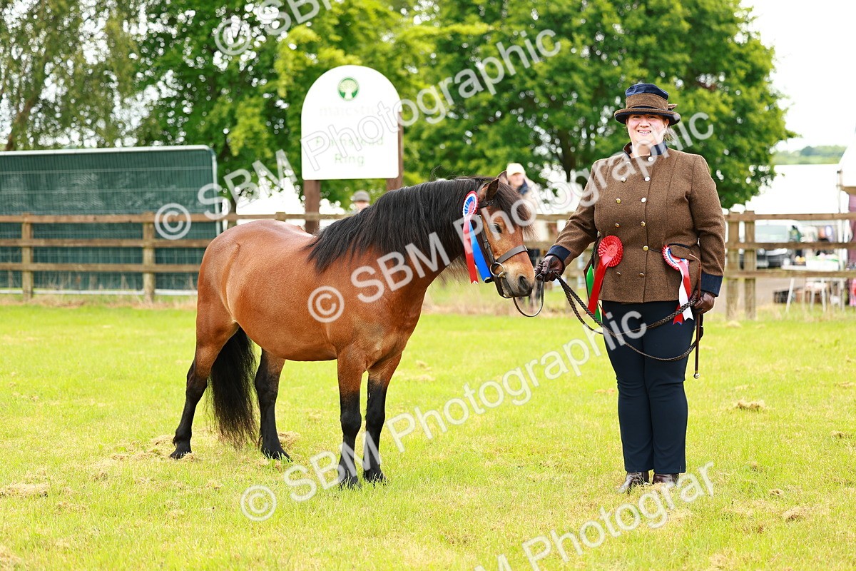 SBM_00314 - Class 58-67 - M&M Non Welsh Pony In hand