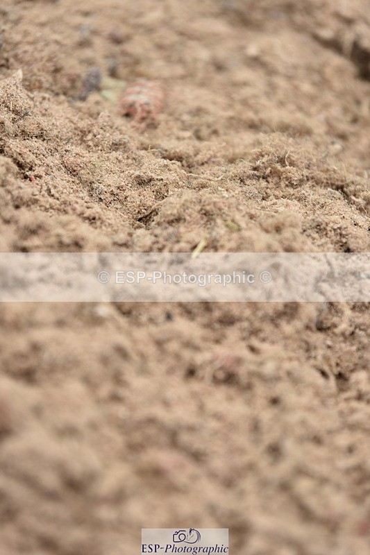 230810A-133838-01190 - Cls 10 6 Year Old Championship