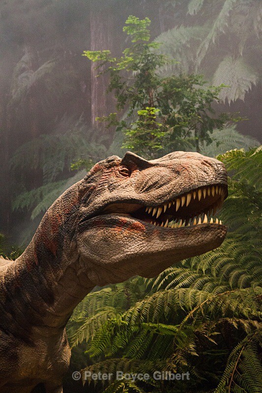 Tyrannosaurus Rex, lifesize amniotronic. - Miscellaneous