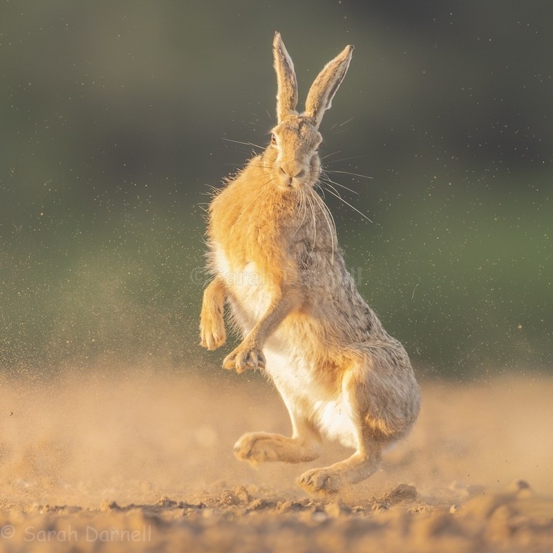 Leaping Hare 2026 - Greeting Cards