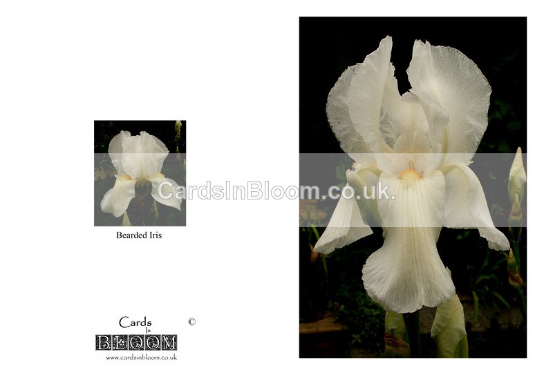004 Bearded Iris - THE IRIS CARD COLLECTION