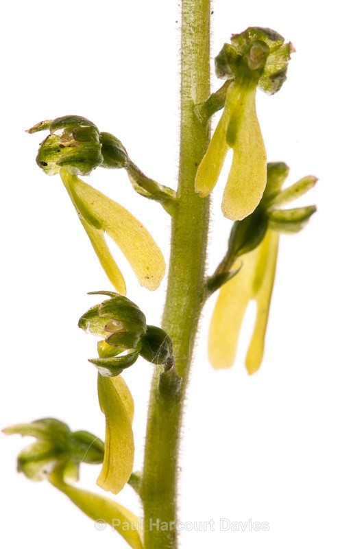  - WB: Orchids - Various