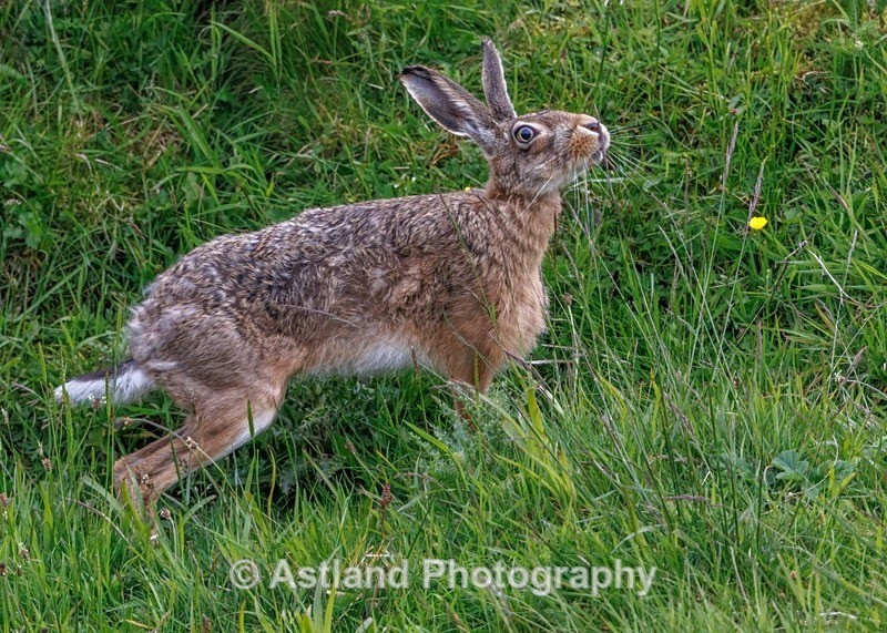 Brown Hare - Latest Images