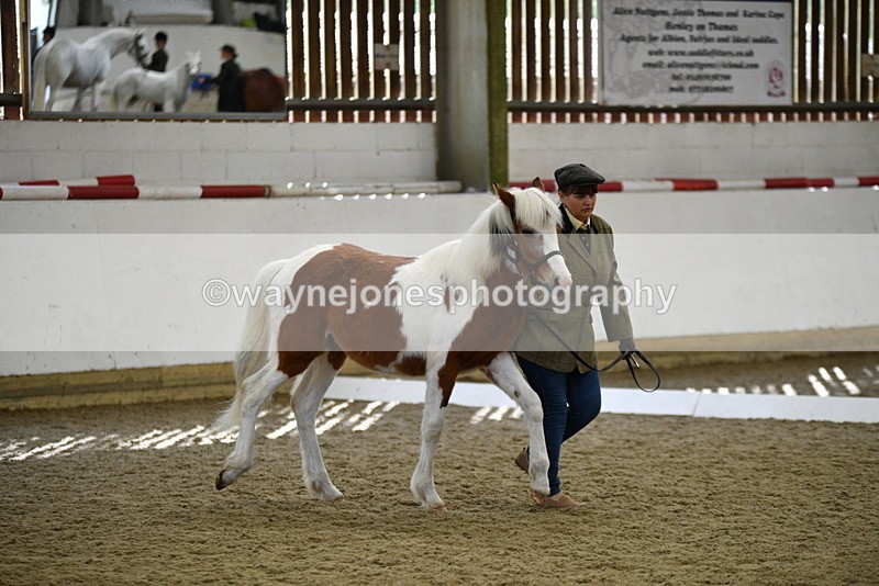 WJ5_4941 - Class 7 In hand coloured / odd coloured