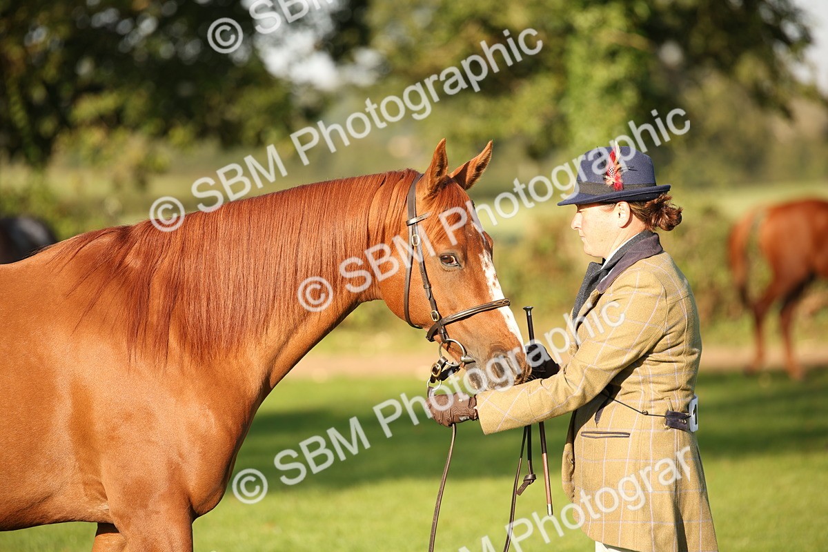 SBM_57581 - S50 - Foreign Breeds In Hand