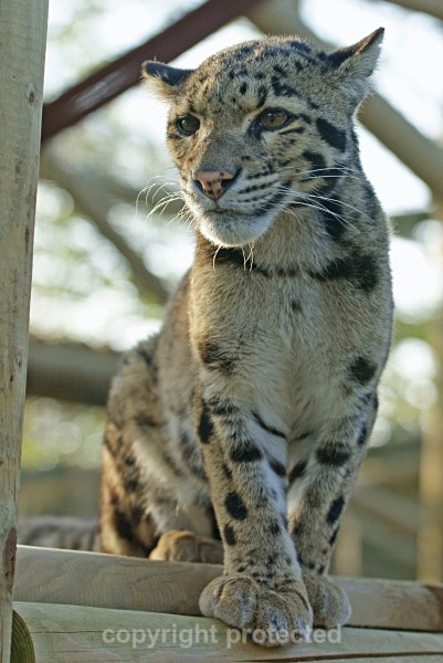Mandalay - Clouded Leopard - Small Cats