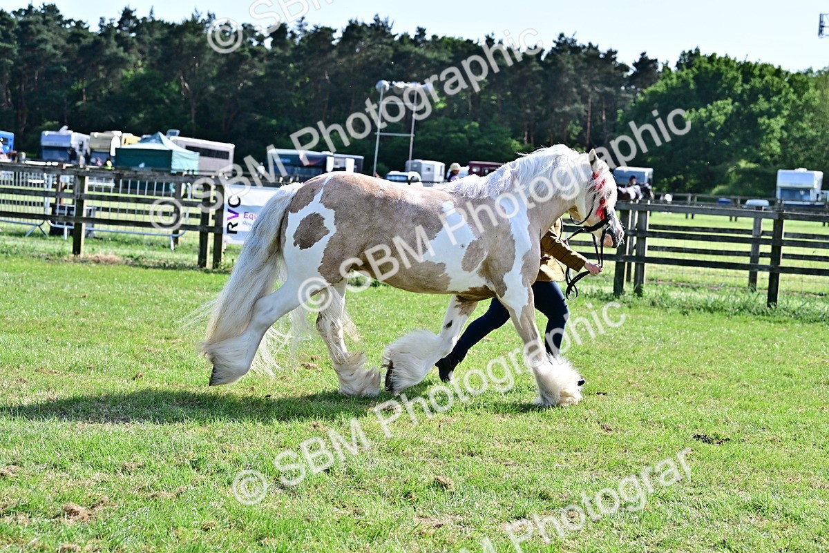 SBM_10129 - Class 63-65 - Traditional Gypsy Cobs In Hand & Ridden