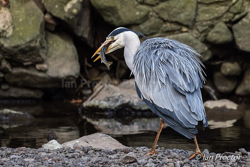 Worth the wait! - Grey Heron with breakfast! - Nature