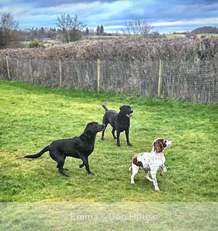  - Dogs