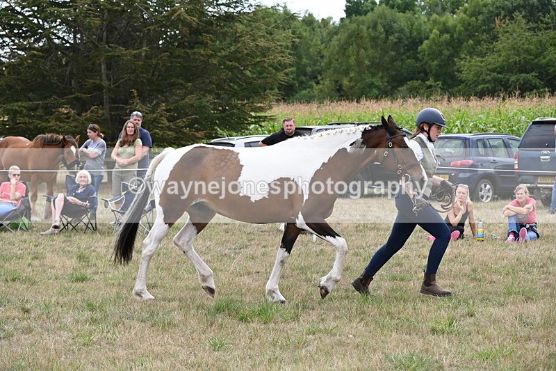 WJ6_5614 - Class 18 In-hand Coloured