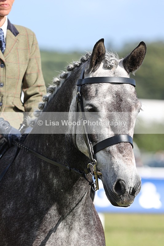 JPP_2955 - Class 20: Working Hunter 70cm