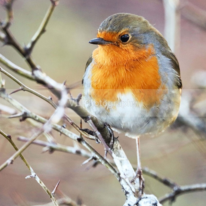 Robin - Animals, Birds etc