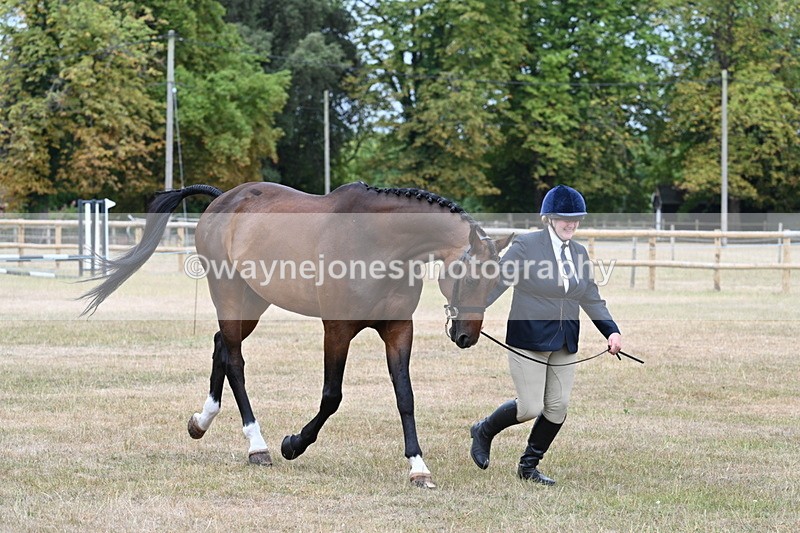 WJ7_9879 - Class 5a Most Handsome Gelding (above 14.2hh)