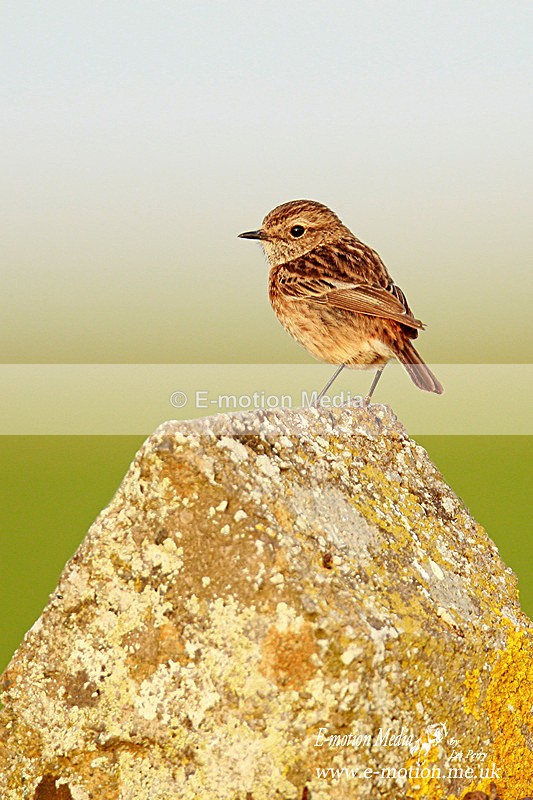 Stonechat F 240312-40b - Nature
