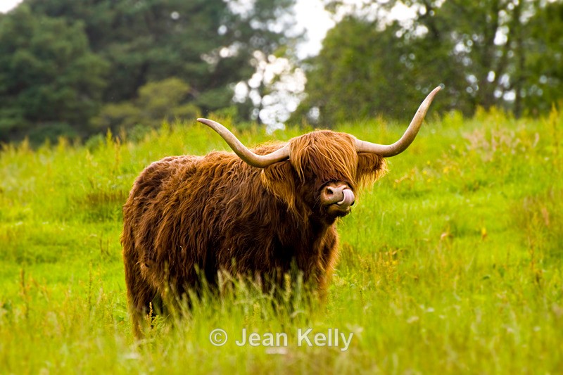 Highland Cow - 8795 - Cattle