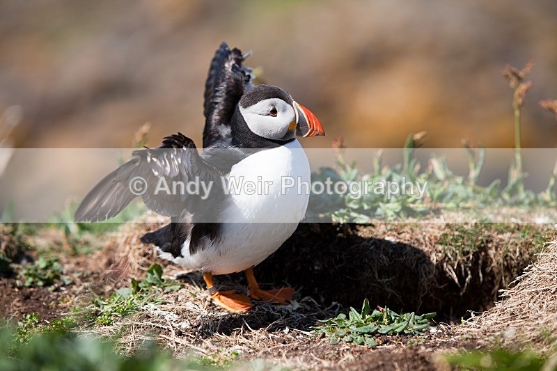 20120531-_MG_9994 - Puffin