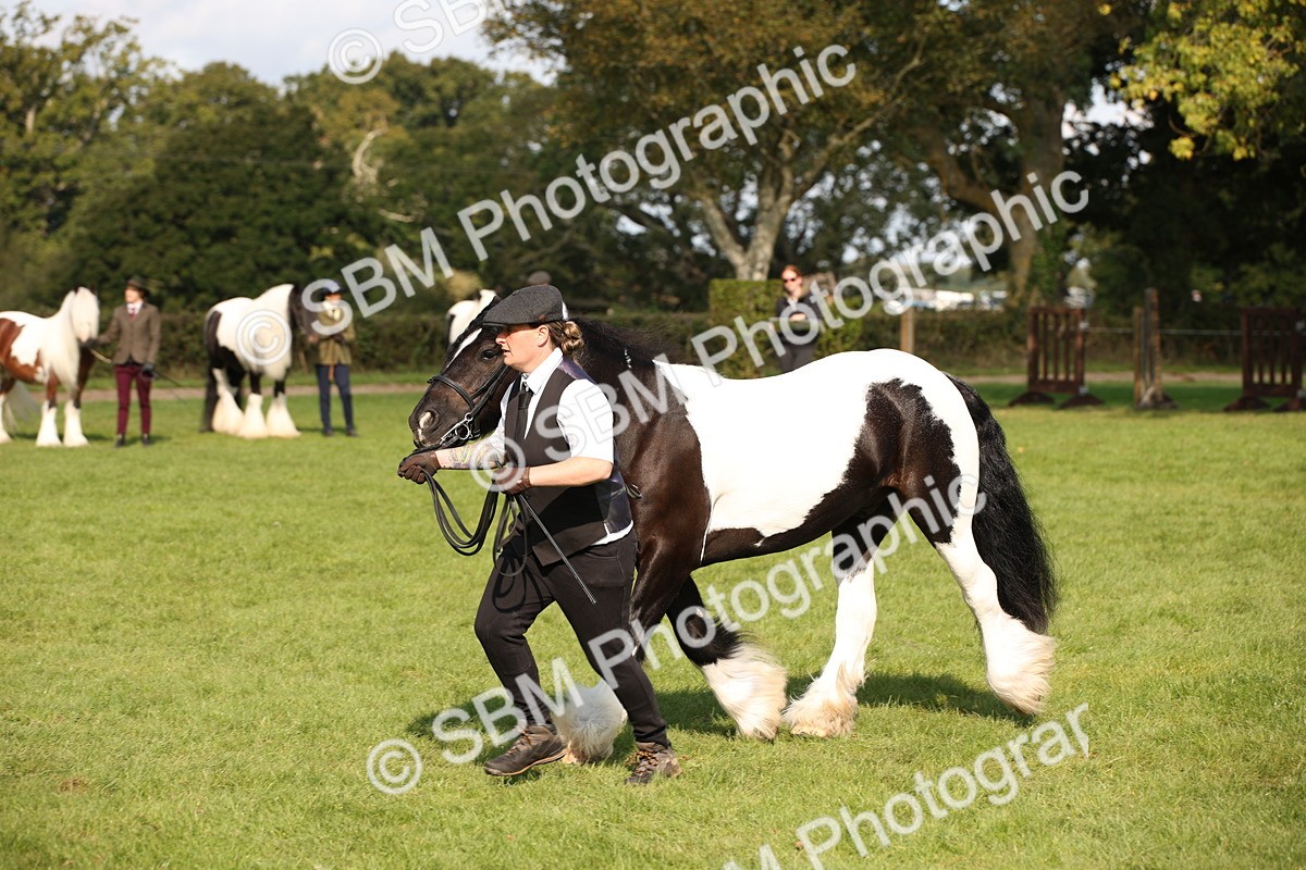 SBM_62272 - S55 - Traditional Cob In Hand