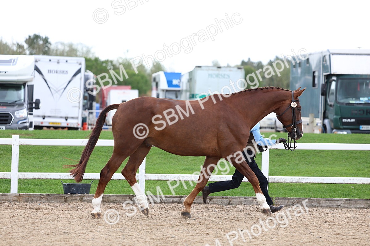 SBM_05040 - Class 27 - IH Competition Horse or Pony