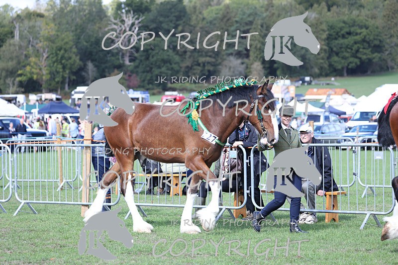 APP_3147 - Class 3 Youngstock