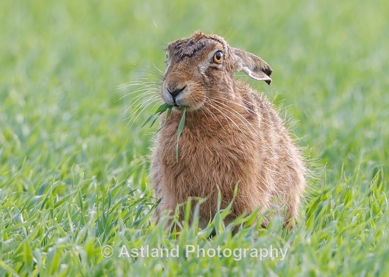 Brown Hare - Latest Images