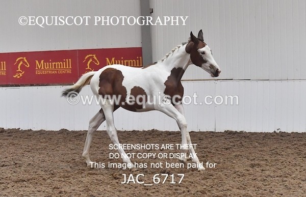 JAC_6717 - 15 Ziggy of Westoak