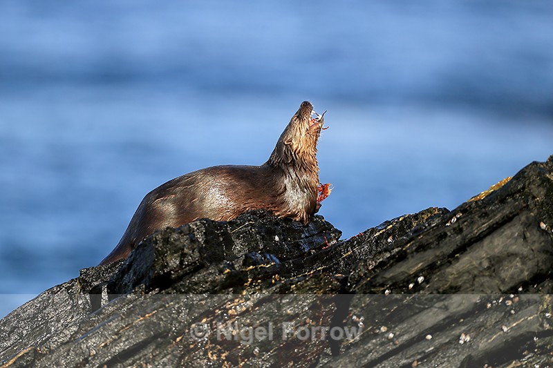 Marine Otter eating, Chanaral Island, Chile - Otter