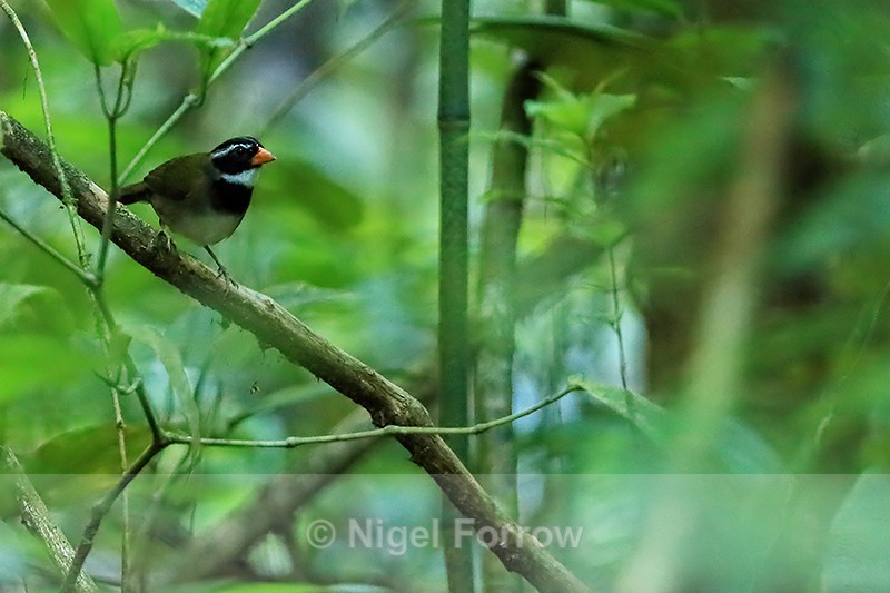 Orange-billed Sparrow, Costa Rica - Orange-billed Sparrow