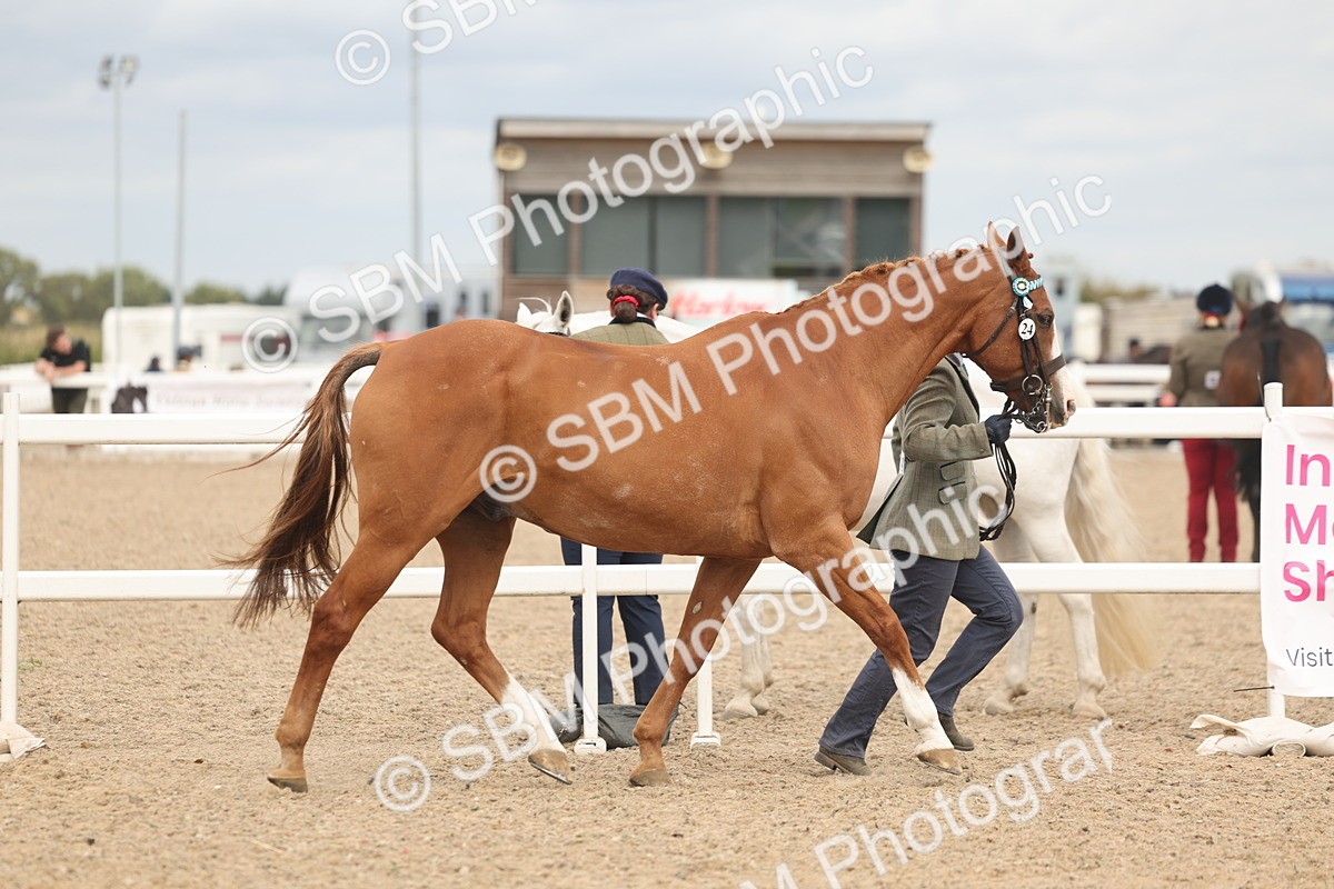 SBM_16962 - Class 312 - IH Competition Horse-Pony