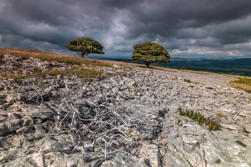 Tree standoff - Distant Hills