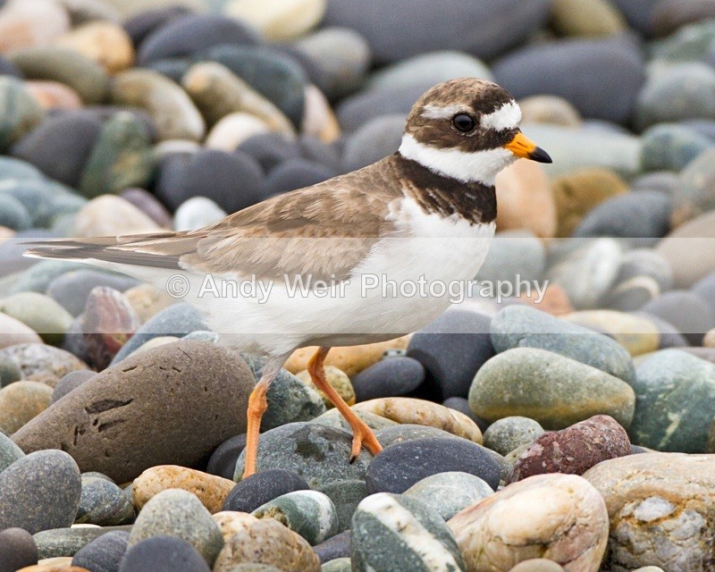 20100718_1611 - Ringed Plover