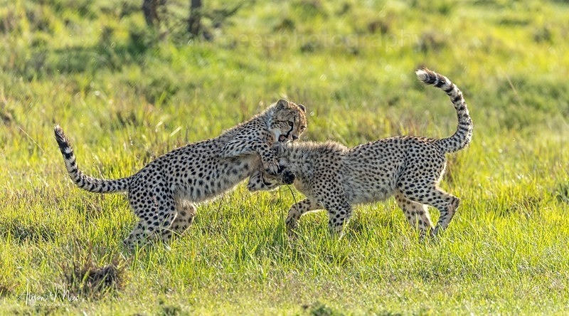  - African Safaris